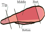 cross section